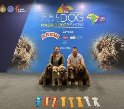 WDS Madrid